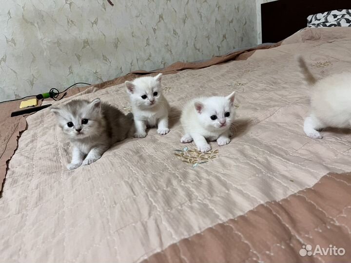 Плюшевые котята шотландская шиншилла