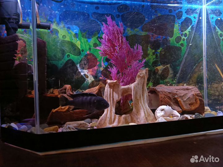 Аквариум