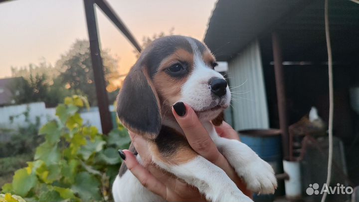 Щенки Бигль