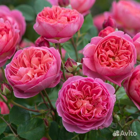 Саженцы роз