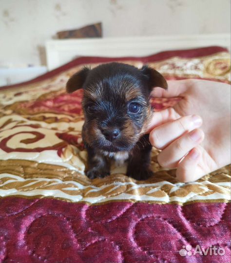 Йоркширский терьер щенки