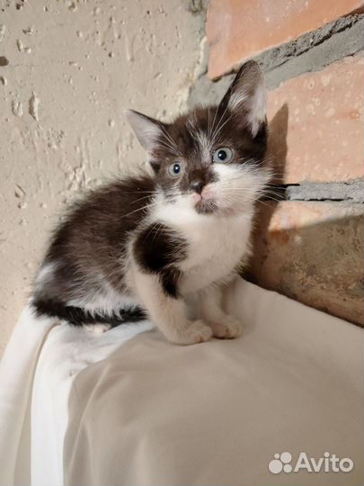 Котенок мальчик ищет дом