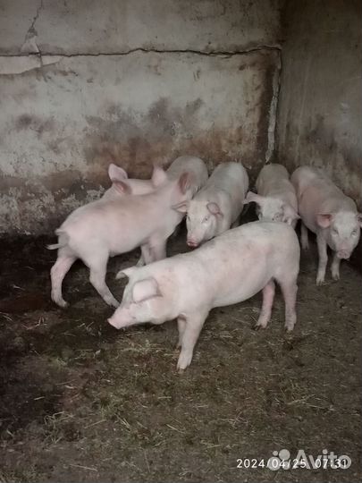 Продаются поросята