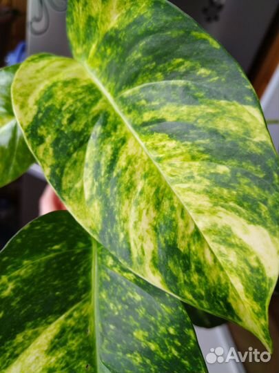 Эпипремнум Yellow Flame