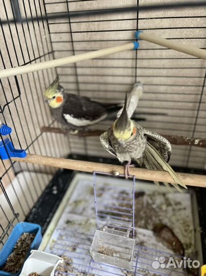 Попугаи кореллы - производители