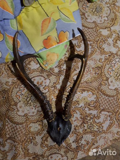 Оленьи рога. Настоящие