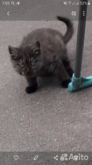 Котенок ищет дом