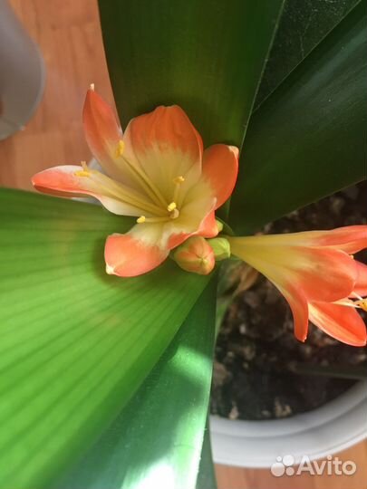 Кливия детки