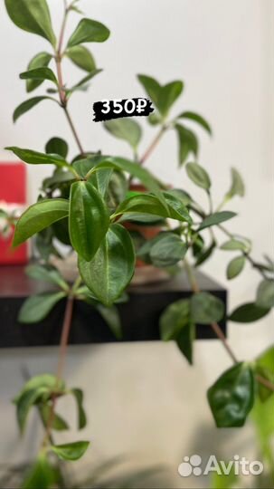 Комнатные растения