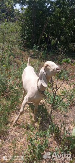 Англо нубийские козы дойные