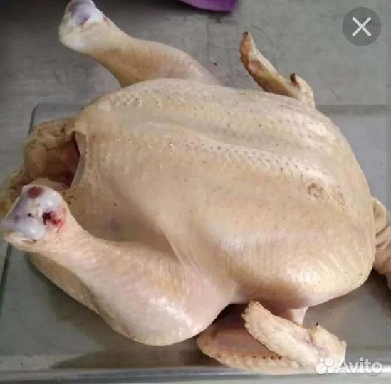 Домашний бройлер