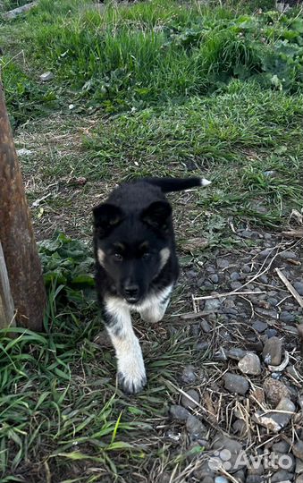 Щенок помесь с овчаркой в добрые руки отдам