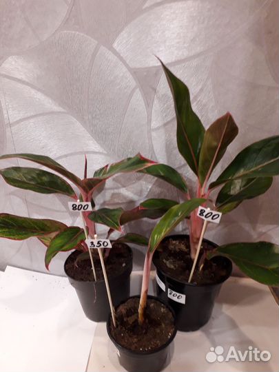 Комнатные растения цветы г.Брянск