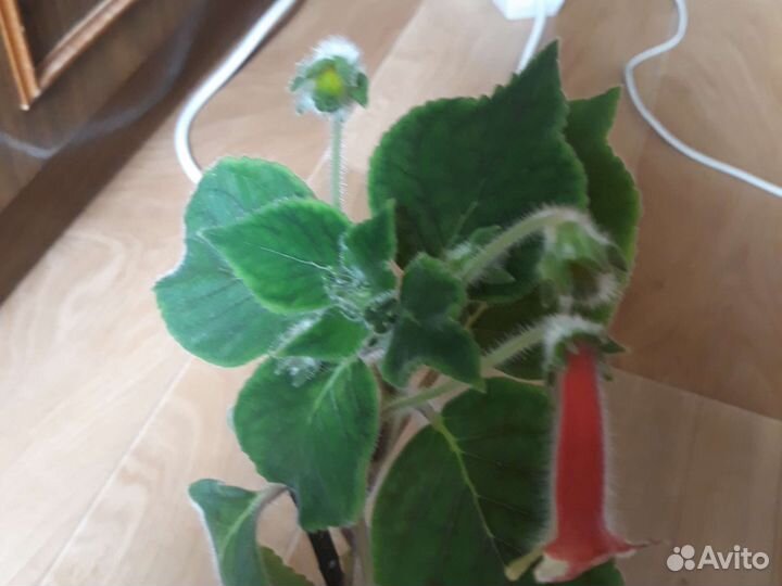 Глоксиния цветущая