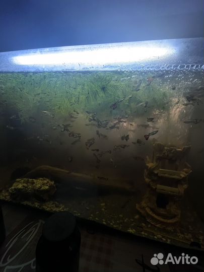 Аквариум с рыбками