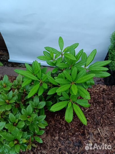 Рододендроны и азалии