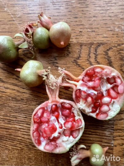 Декоративный гранат