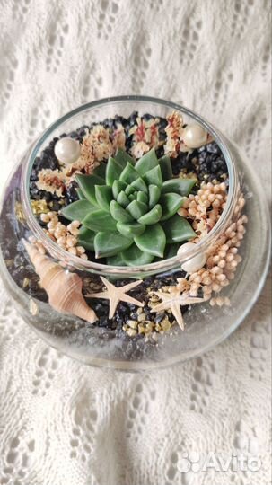 Мини-флорариум с живым растением