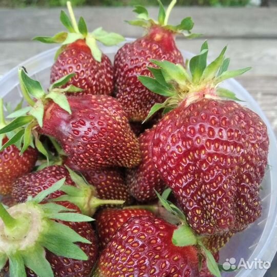 Рассада клубники садовой крупноплодной