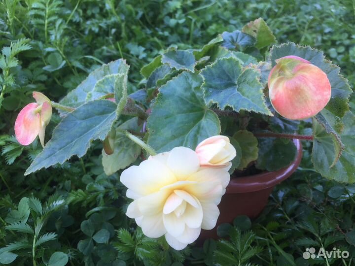 Фукция,бегония