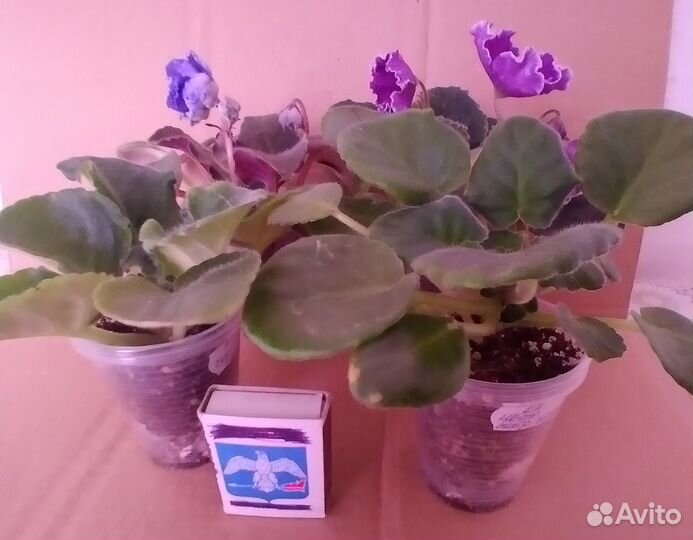 Детки сортовых фиалок Часть 1