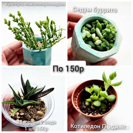 Суккуленты,комнатные растения, кактусы