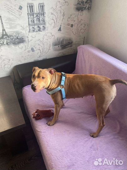 Питбуль в добрые руки