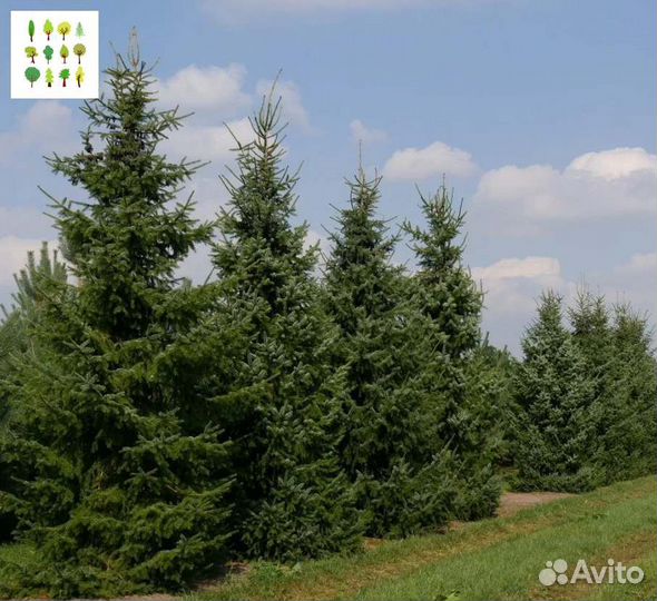 Крупномеры ели