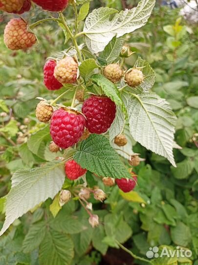 Ремонтантная малина