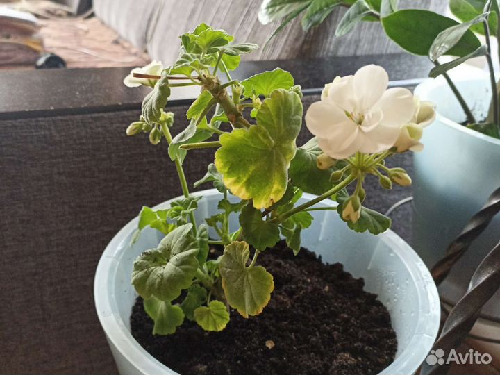 Продам цветы комнатные