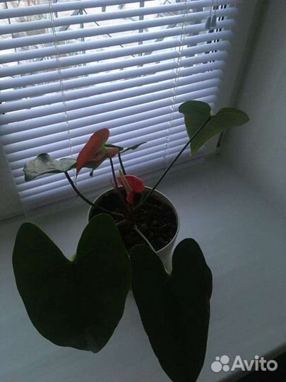 Продам Антуриум красный