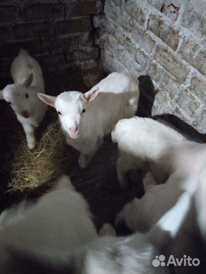 Продам козлят