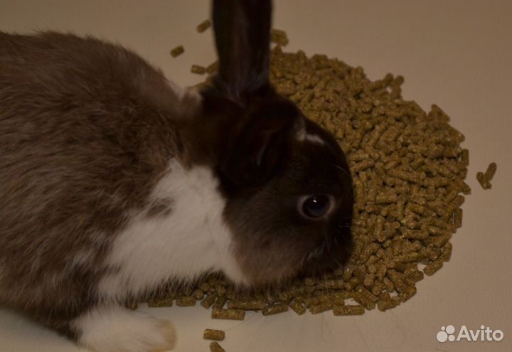 Корм для кролика/шиншилл