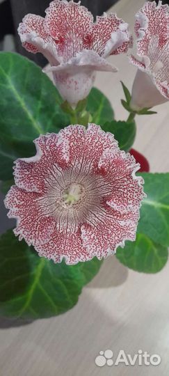 Глоксиния махровая лист на срез