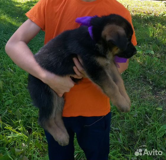 Щенки немецкой овчарки