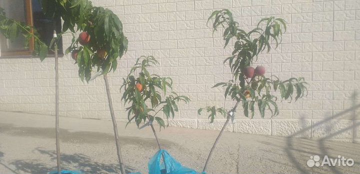 Саженцы персика плодоносящего