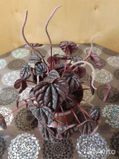 Комнатные растения