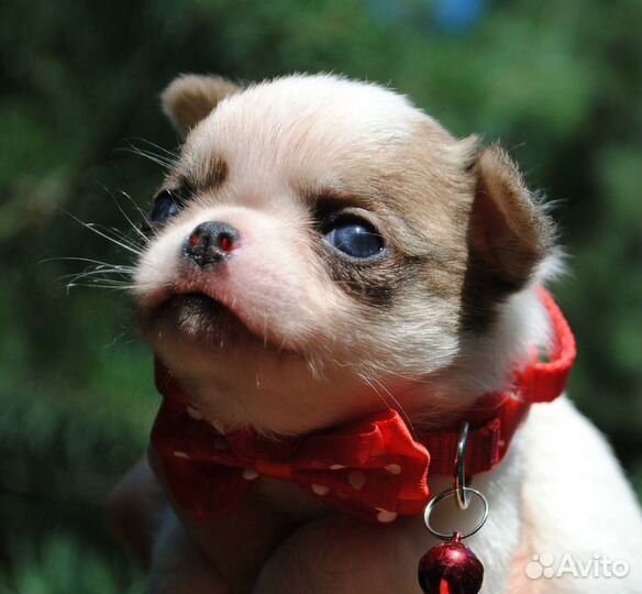 Очаровательный мальчик чихуа на фото