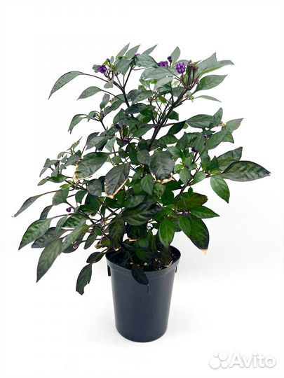 Острый перчик Черная жемчужина в горшке