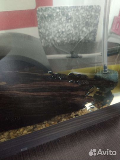 Сомики анциструсы звёздчатые L-181