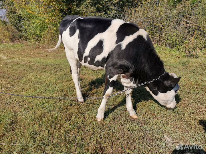 Тёлочка 7 месяцев