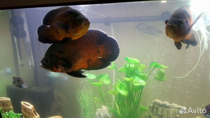 Астронотус