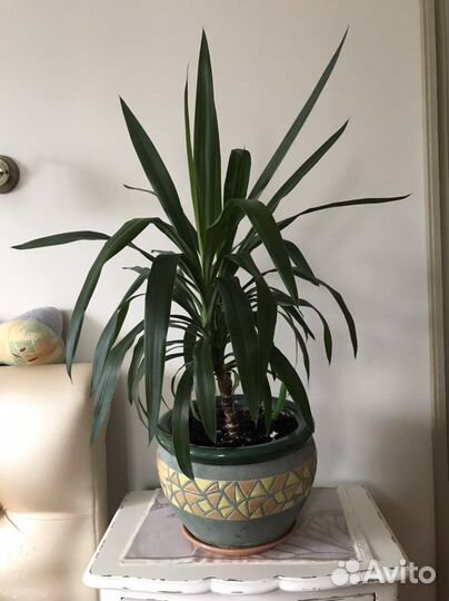 Пальма Юкка