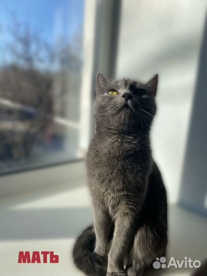 Отдам котят