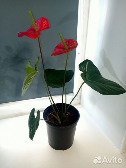 Комнатные цветы Антуриум