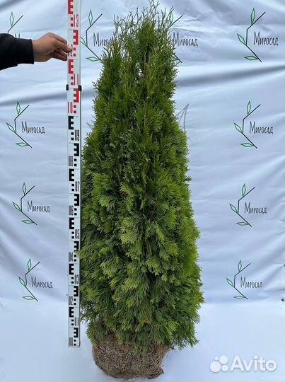 Туя смарагд 120-140 см