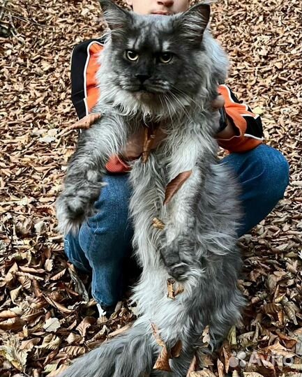 Мейн-кун взрослый