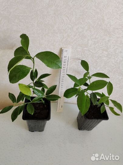 Лимон Мейера, привитый