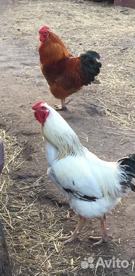Петухи Адлерская Серебристая