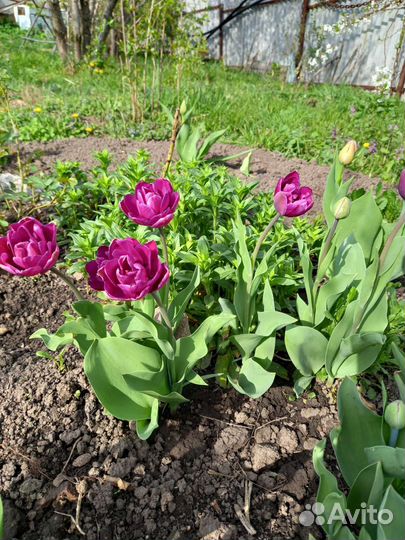 Луковицы тюльпанов